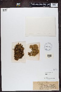 Tuckermanopsis ciliaris image