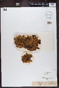 Media resource of Platismatia tuckermanii