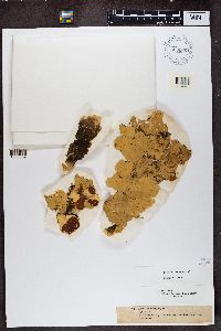Nephroma arcticum image