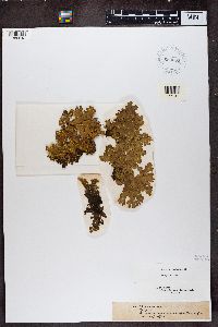 Pseudocyphellaria crocata image