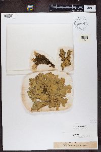Lobaria scrobiculata image
