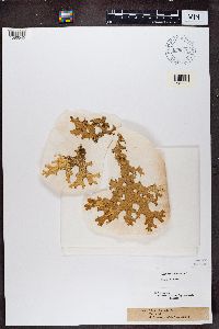 Lobaria pulmonaria image