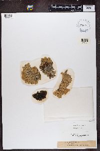 Hypogymnia physodes image