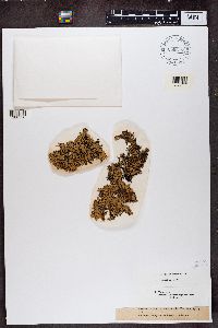 Hypogymnia enteromorphoides image