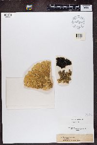 Flavoparmelia caperata image