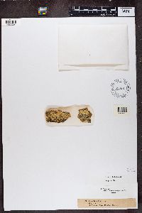 Parmeliopsis ambigua image