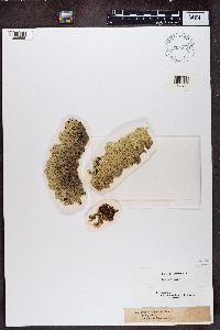 Arctoparmelia centrifuga image