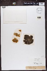 Teloschistes chrysophthalmus image