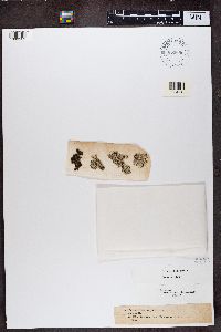 Physcia caesia image