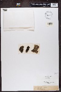 Phaeophyscia orbicularis image