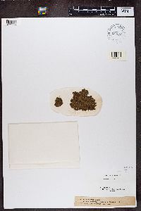 Protopannaria pezizoides image