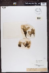 Cladonia phyllophora image