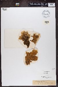 Peltigera aphthosa image