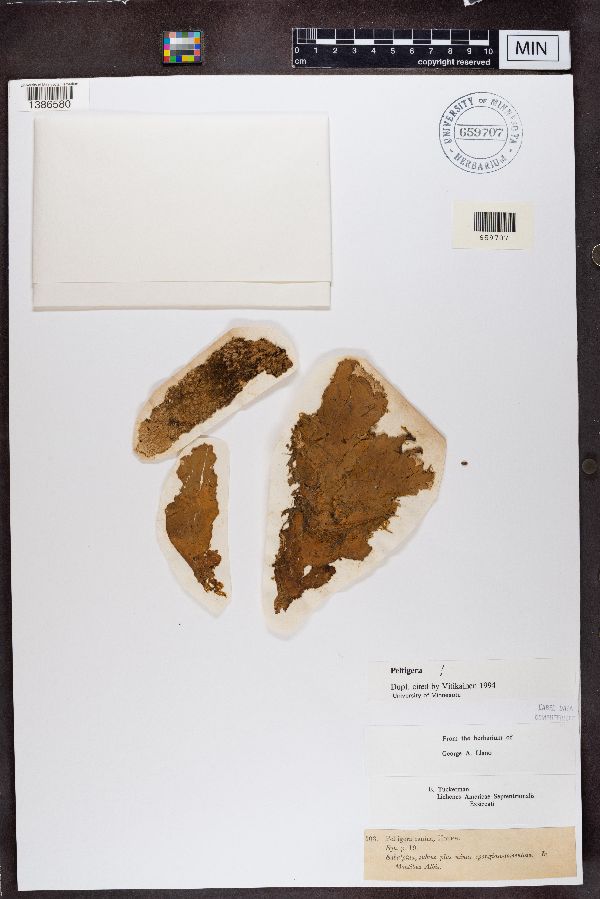 Peltigera canina image