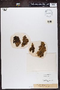 Peltigera rufescens image