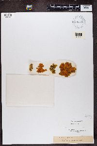 Rusavskia elegans image