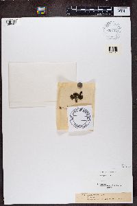 Vahliella leucophaea image