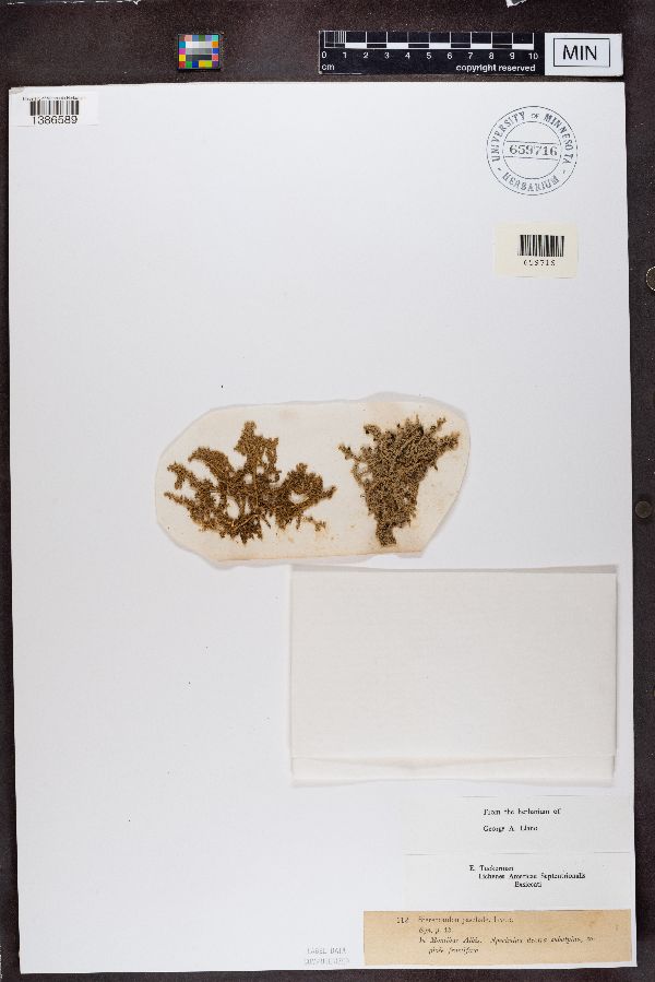 Stereocaulon paschale image