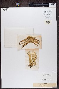 Cladonia gracilis image