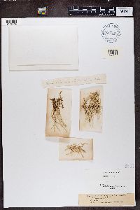 Cladonia gracilis image