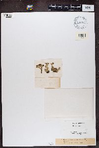 Cladonia phyllophora image