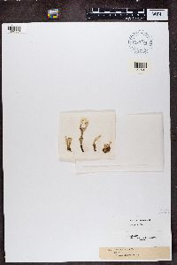 Cladonia fimbriata image