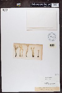 Cladonia subulata image