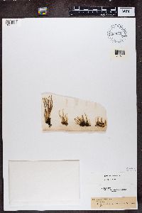 Cladonia cornuta image
