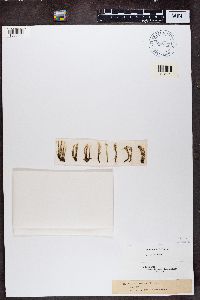 Cladonia decorticata image