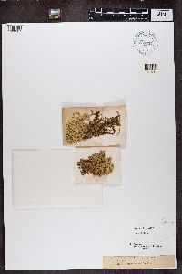 Cladonia uncialis image