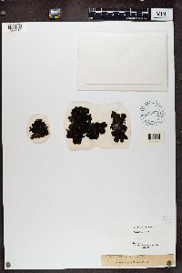 Umbilicaria hyperborea image