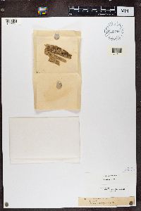 Calicium lenticulare image