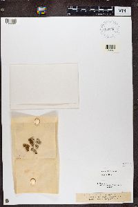 Sclerophora pallida image