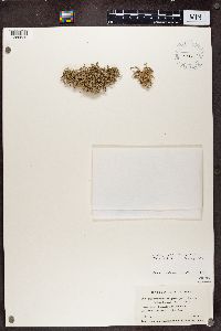 Dendrographa leucophaea image