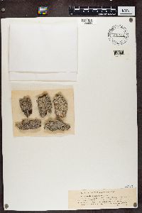Lecanactis abietina image