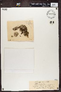 Gyalecta ulmi image