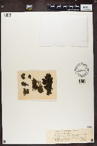 Collema flaccidum image