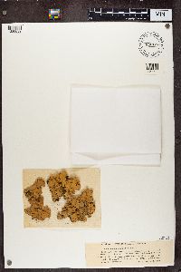 Lobaria amplissima image
