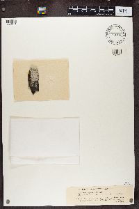 Lecidea speirea image