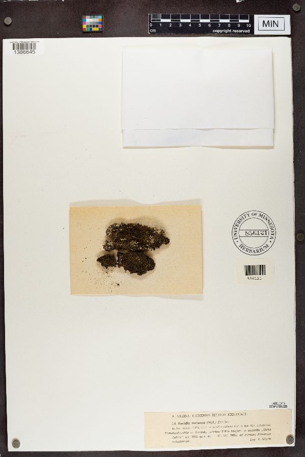 Micarea melaena image