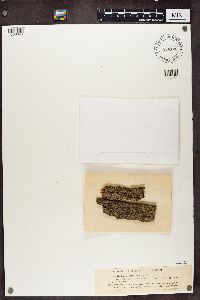 Lecania naegelii image