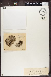 Hypogymnia farinacea image