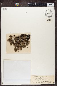 Parmelia omphalodes image