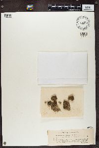 Thrombium epigaeum image