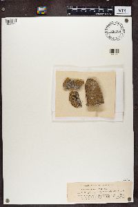 Ionaspis lacustris image