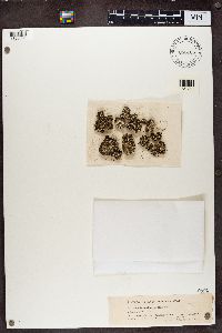 Cladonia apodocarpa image