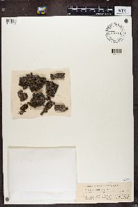 Tuckermanella fendleri image