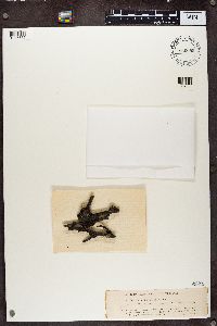 Tuckermanopsis sepincola image