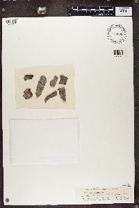 Arthonia pinastri image