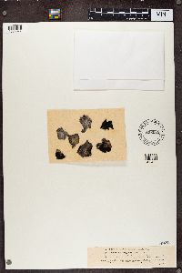 Umbilicaria subglabra image